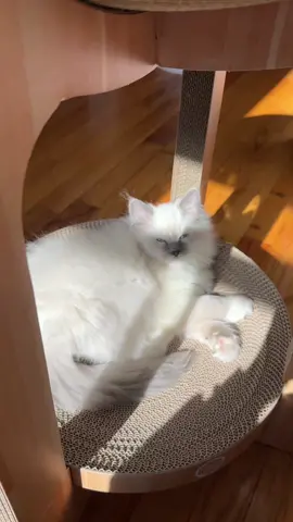 Professional napping is hard work!! #ragdoll #ragdollkitten #catsoftiktok 