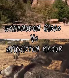 #hyenodon #amphicyon #irl #fyp #prehistoric 