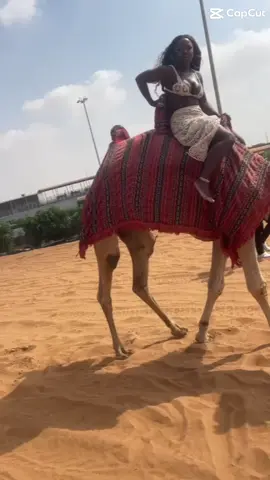 This camel almost did it 😩😩😩#dumbwaystodye 