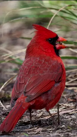 Cardinals are red, Scrub Jays are blue, no bird is as bright as this male's hue ❤️❤️ #cardinal #colorfulbird #wildlifephotography #birdsounds #natgeo #fyp #ValentinesDay @natgeo @discovery @animalplanet @bbcearth @rode @canonusa 