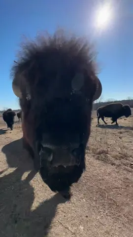 Feed meeeeee #bigjoe #bison #oklahoma #ranchlife #farmlife #bisonbison #bisonlover #bisonlovers #bisonph #buffalobisons #americanbison  #bisonofinstagram #bisonunion #bisonnation #bisonranch #bisonpride #ilbisonte #bisonlove #gobison #wildbison #mammal #animals #wildlife #buffalo #thisisoklahoma 