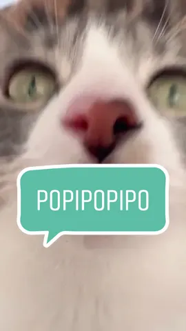 #popipopipooo #popipo #gatos 