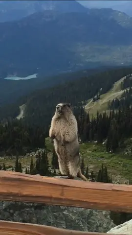 Marmot screaming in human voice. #fyp #fypシ #foryou #foryoupage #marmot #marmotscreaming #animalsoftiktok #funny #funnyvideos lonegoatsoapco YT
