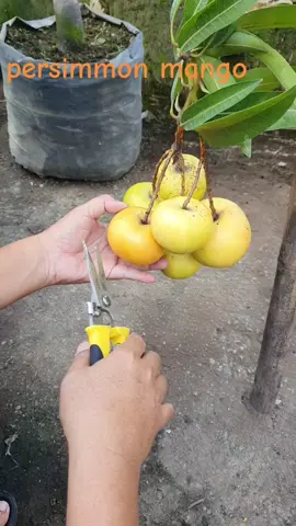 persimmon mango alias mangga kesemek