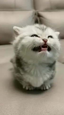 #fyp #cute #pet #funny #cat 