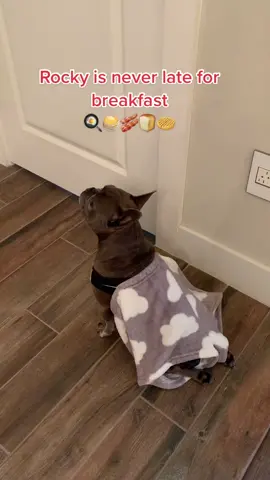 ☀️😋 #paralyzeddog #rescuedog #happydog #frenchbulldog #frenchiesoftiktok #dogsoftiktok #cutedog 
