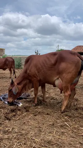 Essa novilha tem 5 gerações seguidas de mães aferidas e muito boas , significa que sua pentavó teve leite aferido, todas foram extremamente leiteiras. Esse é o resultado de 40 anos de seleção focada desde o primeiro dia ! #fazendacarnaúba 