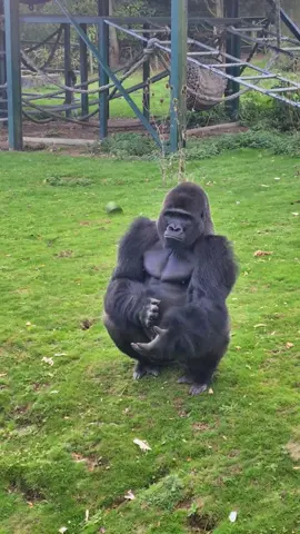If at first you don't succeed, keep trying. #silverback #gorilla #fypage #fyp #fypシ #foryou #foryour #eating #foryoupage #foryourpage #food 