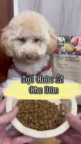 Mấy bà phân vân chọn hạt cho cún thì tham khảo dòng hạt này nha. Sau bao lần đổi tới lui thì đây là loại tui ưng nhất #poodlesoftiktok #hatchocun 