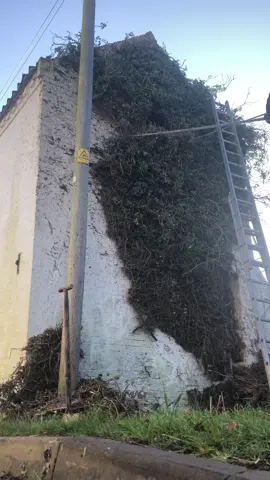 Satisfying ivy removal #satisfyingvideos #work #satisfyingsounds 