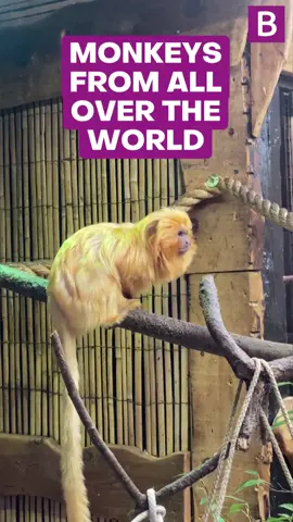 We explore Brum's Wildlife Conservation Park 🐵 #curiously#birmingham#birminghamuk #birminghamwildlifeconservationpark#animals#cannonhillpark#wildlife#monkey #komododragon#meerkat#lynxcats#lemur#brum#whatsonbrum#redpanda