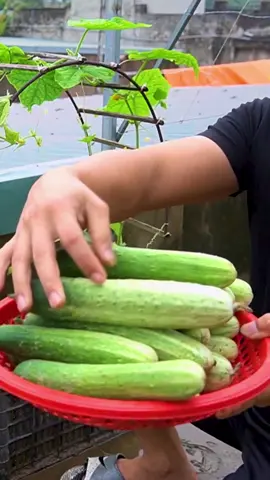 Growing cucumbers all year round at home 🥒 #foryoupage #fyp #fypシ #gardentok #gardening #DIY #cucumber 