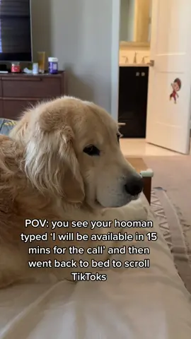 I am calling her HR #dogsoftiktok #sideeye #goldenretriever #wfh #dogsoftiktok 