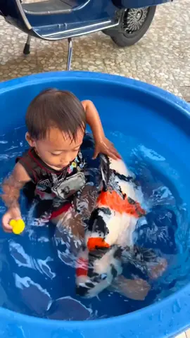 🛑QUE OPINAS DE ESTA HERMOSURA!!!!   🎥 from koimagazine #dominicancichlidsrd #peces #peceras #fy #dchrd #acuario #acuarios #malawi #koi #koifish #koipond 