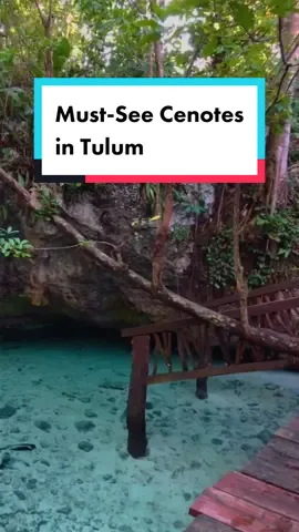 Don’t miss out on some of the most beautiful natural wonders in Mexico – the incredible #cenotes! Thousands of these natural wells, formed by sinkholes in limestone, dot the #yucatánpeninsula. These naturally formed pools are full of crystal-clear turquoise water offer a unique way to experience beauty and adventure in Mexico 🇲🇽💦 🎥 @janetitaviaja 📍#tulummexico #cenotesmexico #tulumsecrets 