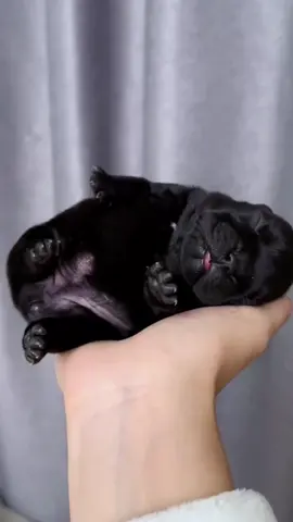 black baby😮😮#puppytiktok #puppytok #fyp #foryou#puppy #dog #doglover #pet #petlover #cute #animals #cute #fypシ#milkdog