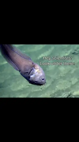 bony eared assfish ☹️ #bonyearedassfish #fish #funny #meme 