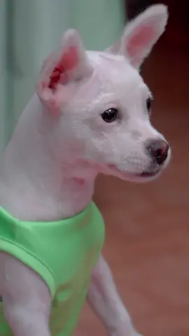 - Ông ba dám lừa con 😡😡😡 ông chờ đó ông ba 😖😖😖#pet #tieumodangyeu #thucung #dog #vietcomedy #funny 