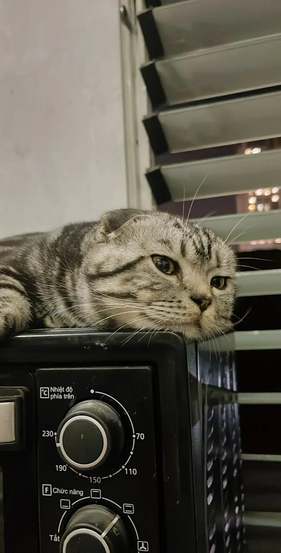 #cat #meow #catsoftiktok #cute #tiktok 