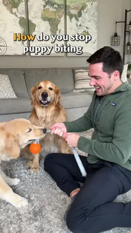 The secret to stopping puppy biting! #goldenretrieverlife #DogTraining 