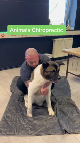 #massage #chiropractic #foryou #chiropractortiktok #tiktokusa #wellness #dogsoftiktok 