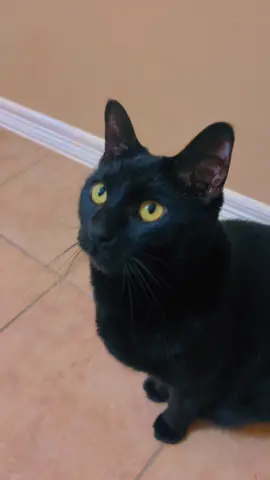 Black cat meowing