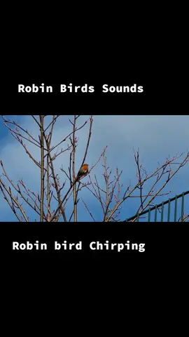 Robin Birds Sounds/Robin Birds Singing/Rob bird call