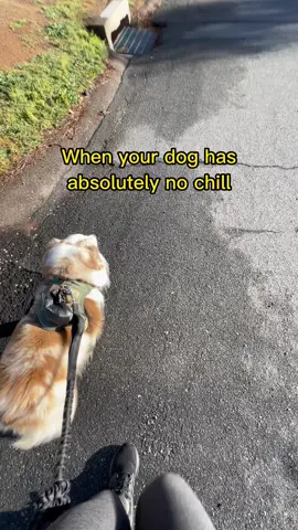 He’s a runner🐶🐾😂 To clarify, Cilantro is actually really good with the leash (I know it doesn’t seem like it here🤪) but he knows when I’m letting him be silly. I think he was totally showing off here🤣🐶 #dogboots #dogshoes #sillydog #fastdoggie #miniaussie #australianshepherd #morningwalk #fyppage #funny #fyp 