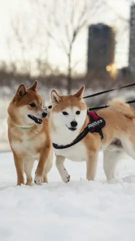 Photogenic dogs makes the photos look even better ;) R10 with 50mm f1.8 lens. Highly recommended! #shibainu #shiba #dogphotography #canoncamera 