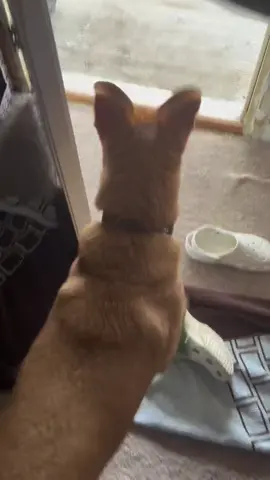 #slippery #ice #puppydog #Thor #funny #funnyvideos