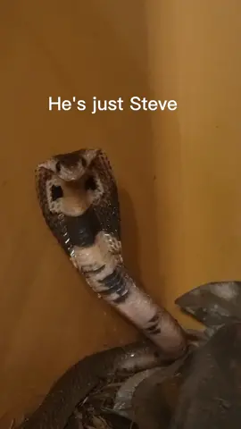 These are the top 5 best pet reptiles you can own. This is just a joke and i am a trained professional. #reptiles #pets #fakesnake #top5 #trainedprofessional #justajoke #snake #venomoussnake #rattlesnake #cobra #monitorlizard #raptor #cat 