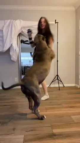 Him remember my arm and stopping🥹 lol stinkin good boy #dogsoftiktok #dogs #doglover 