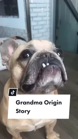 For my newer followers asking about the grandma origin story, here’s a repost… Story Time… #beefing #teef #dogsoftiktok #frenchiesoftiktok #grandma #jasonbankscomedy #storytime #veterinarian  #dogparent cred: @jasonbankscomedy  