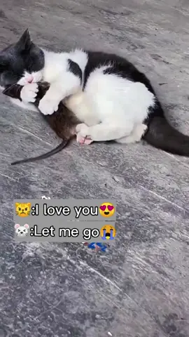 The cat regard the mouse as its baby #cat#mouse#lovely#foryou#•••See more