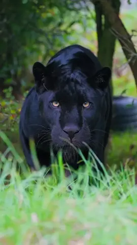 Maya the Black Jaguar stalking… wait for the end_______________ #thebigcatsanctuary #jaguar #blackjaguar #sanctuary #bigcats #reels #wildlifereels #reelsinstagram #reelsvideo #wildlifephotography #cats #photography #fujifilm #fujifilmxt4  #bigcatswildlife #lensbible #wildlifeplanet #yourshotphotographer #repostmyfujifilm #ngtuk