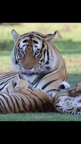 Family time on a hot afternoon  #tiger #tigercubs #safari #family #wildlife #wildlifeconservation #wildlife_perfection #wildlife_seekers #wildlifeplanet #wildlifeprotection #nature #naturephotography #videooftheday #reels #naturelovers 