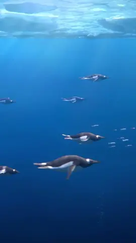 Many gentoo penguins swimming underwater in Antarctica