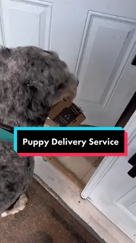 My own personal mail delivery pup. #goodboy #bernedoodle #dogsoftiktok #training #dogs #DogTraining #maildelivery 