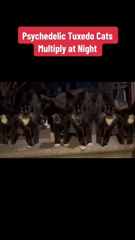 Tuxedo Cats Multiply at Night Like Psychedelic Feral Freaks Johnny Chiba Black and White Cats on the Nighttime Psychedelic Tip @johnnychibacats Music: PopTones “The Black and The White”  - Eclipse Effect c/o @instagram___art  #VideoChiba #JohnnyChibaCats #PopTones #JohnnyChibaMusic