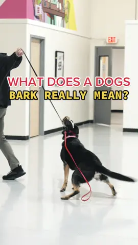 Alert barking is a SUPER common behavior! When Amazon pulls up, someone knocks on the door, those are all different variations of your dog alert barking! #nobaddogs #DogTraining #dogtrainingtips #foryou #fyp 