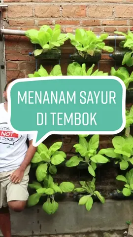 Menanam Sawi Samhong di Tembok Rumah  Resep Pestisida Bawang: Tumbuk bawang putih 5 siung  Campur ke 500ml, diamkan semalam Esoknya tambah 1lt air+1 tetes Mama Lemon Semprot ke daun 1x seminggu #berkebun #berkebundirumahaja #berkebundirumah #berkebunhappy #berkebunyukk #berkebunpintar #berkebundilahansempit #menanam #gardening #urbanfarming 