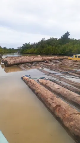 kayu rakit kalimantan