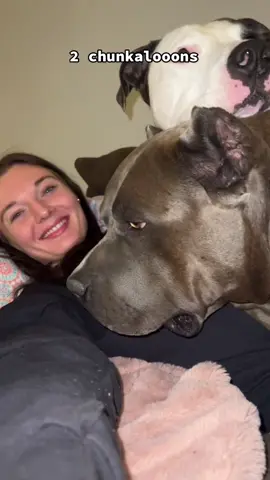 Just a bunch of heads lol #funnydog #dogmomsoftiktok #dogsoftiktok 