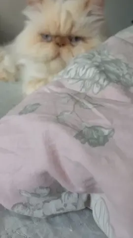 Carinha de bravo 🥰 #gatopersa #cat #gato #bolota #Love 