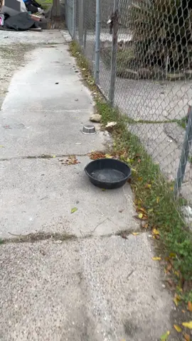Help save this  dog. Her family moved and threw her out like trash. She stays in the trash in front of her house waiting for them to come back. 77022 #houstonrescuedogs #abandondog #houstonanimalrescue #needsarescue #houstonrescue 