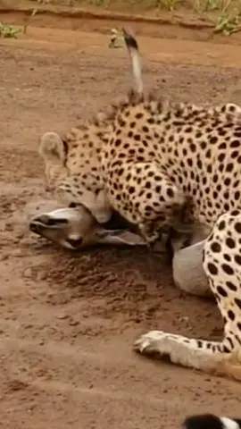 Oh No ☠️ #wildanimals #animals #animalsurvival #animalsoftiktok #leopard 