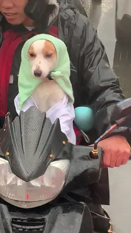 Ang cute huhu #dogsoftiktok  #dogs 