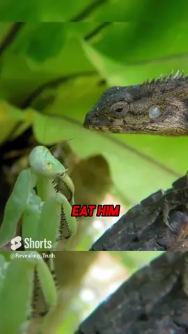 Praying Mantis EATS BIG LIZARD😱#joerogan #fyp #insects