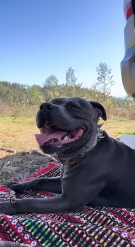 #staffy #staffyblue #harleydavidson