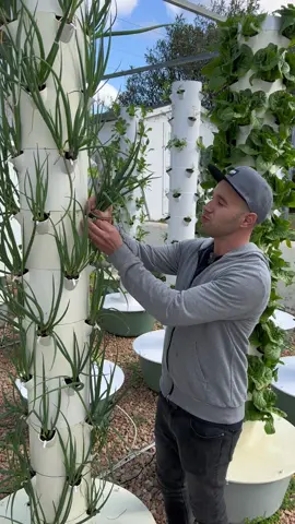 Green onions grown on aeroponic towers #greenonion #scallions #springonion #allium #vegetables #aeroponics #towergarden #verticalfarming #agriculture #farming